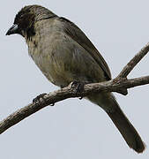 Black-faced Tanager