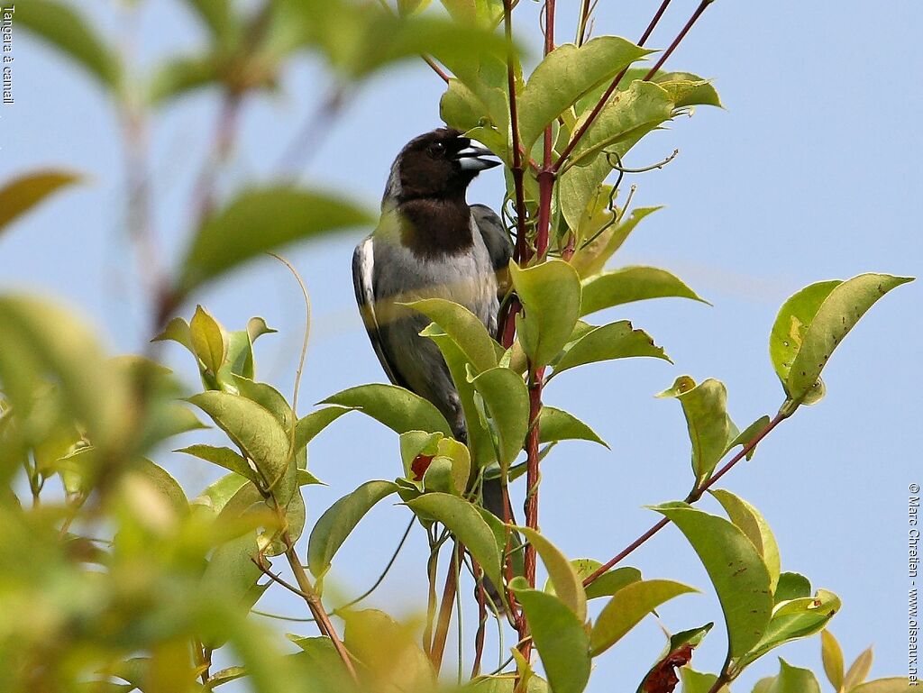 Black-faced Tanager