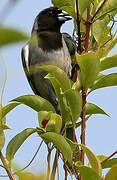 Black-faced Tanager