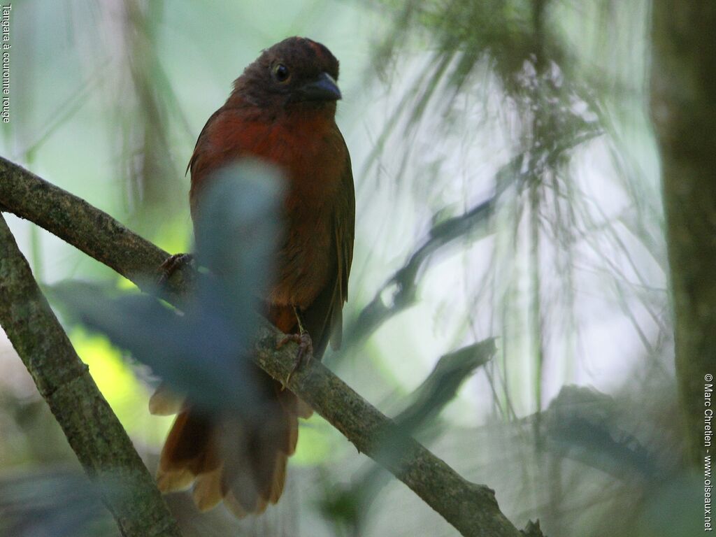 Red-crowned Ant Tanager male adult