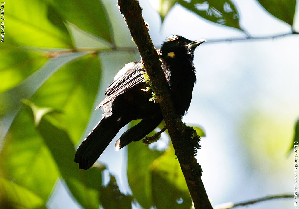 Fulvous-crested Tanager male