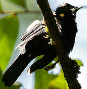 Fulvous-crested Tanager