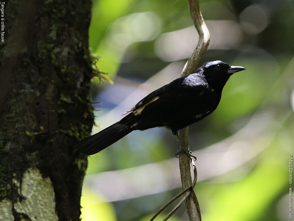 Fulvous-crested Tanager male