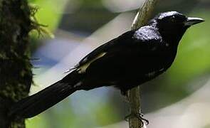 Fulvous-crested Tanager