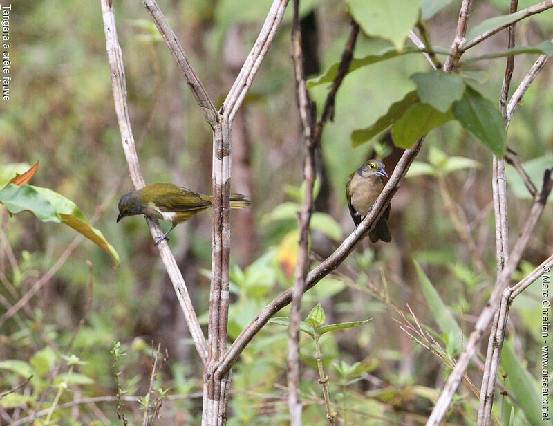 Fulvous-crested Tanager female adult