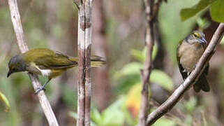 Fulvous-crested Tanager