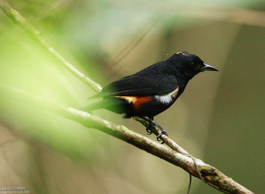 Fulvous-crested Tanager male adult, pigmentation