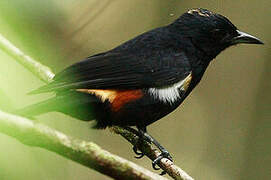 Fulvous-crested Tanager