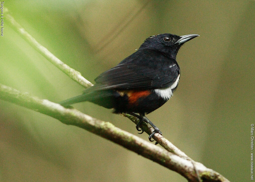 Fulvous-crested Tanager male adult