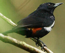 Fulvous-crested Tanager