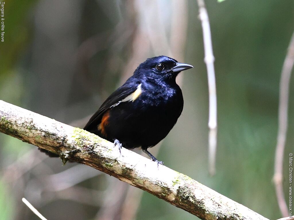 Fulvous-crested Tanager male