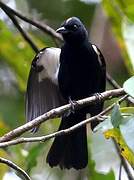 Fulvous-crested Tanager