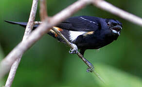 Fulvous-crested Tanager