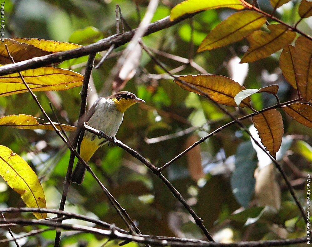 Yellow-backed Tanager male adult