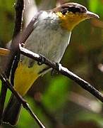 Yellow-backed Tanager