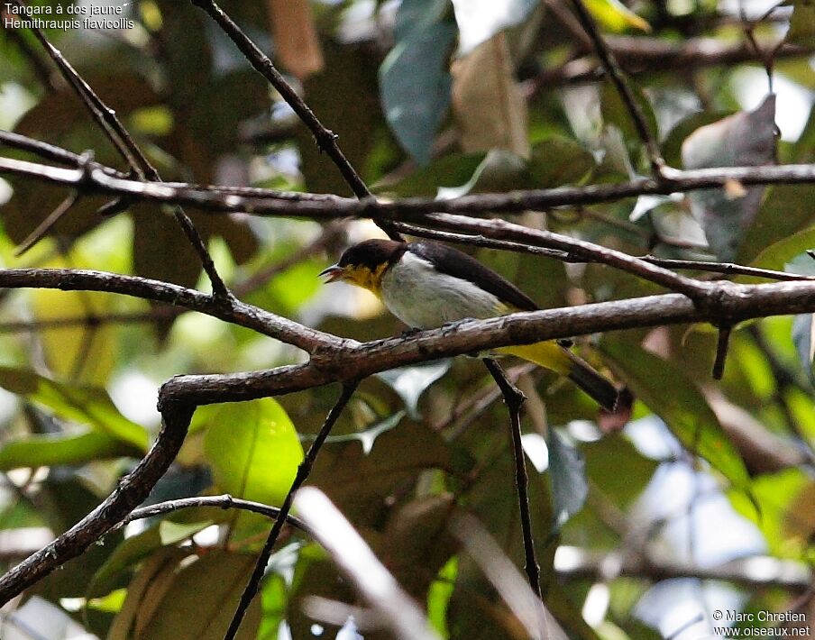 Yellow-backed Tanager male adult