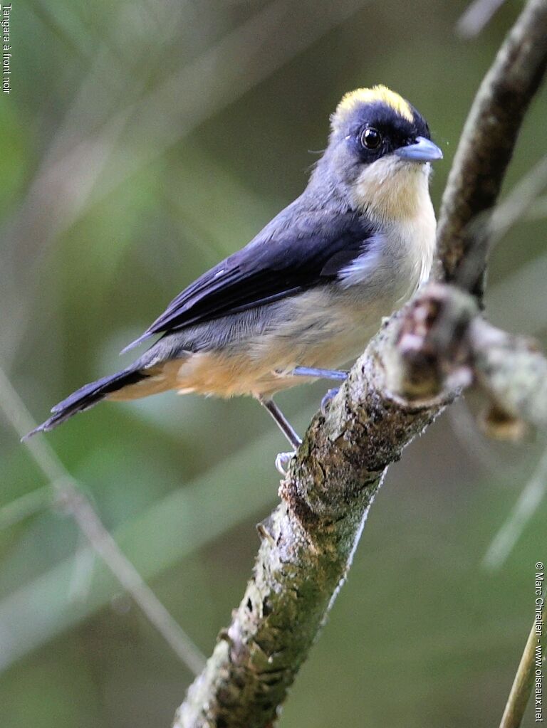 Black-goggled Tanager male adult