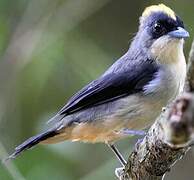 Black-goggled Tanager