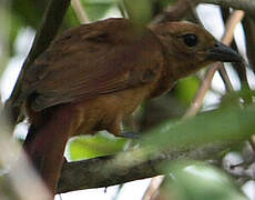 White-lined Tanager