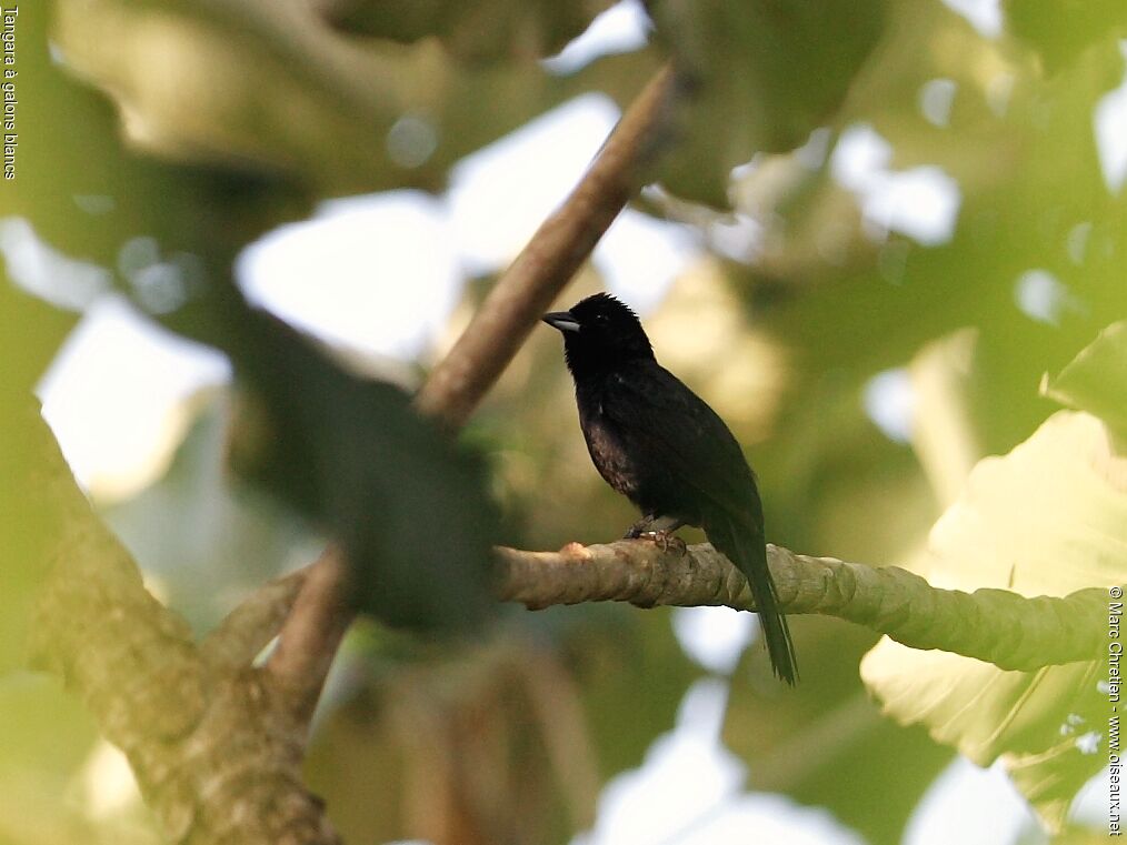 White-lined Tanager male adult