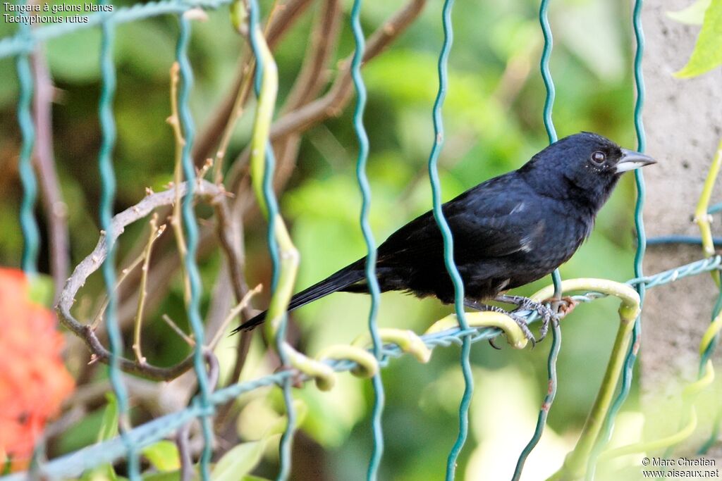 White-lined Tanager male adult