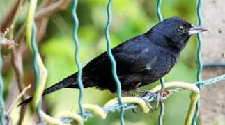 White-lined Tanager