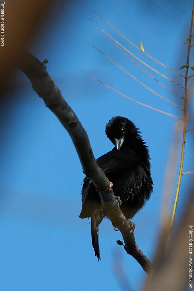 White-lined Tanager male