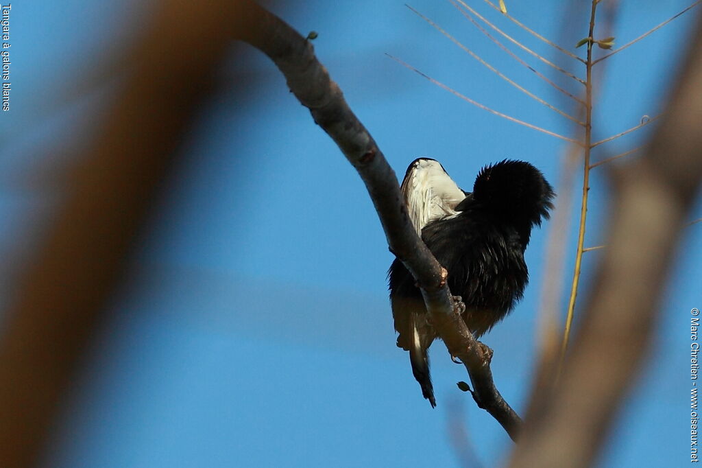 White-lined Tanager male adult