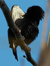 Tangara à galons blancs