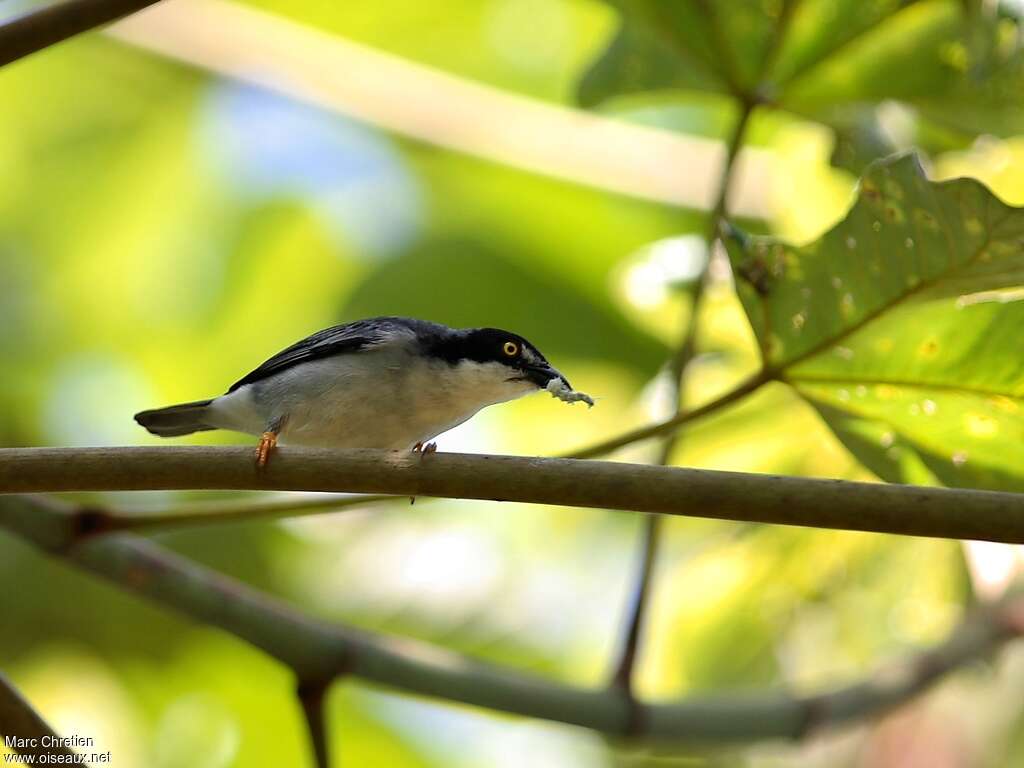 Hooded Tanager male adult, feeding habits