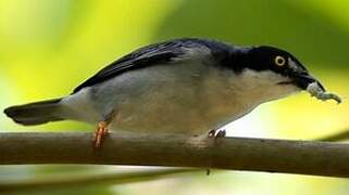 Hooded Tanager