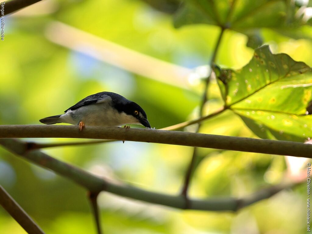 Hooded Tanager male adult