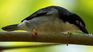 Hooded Tanager