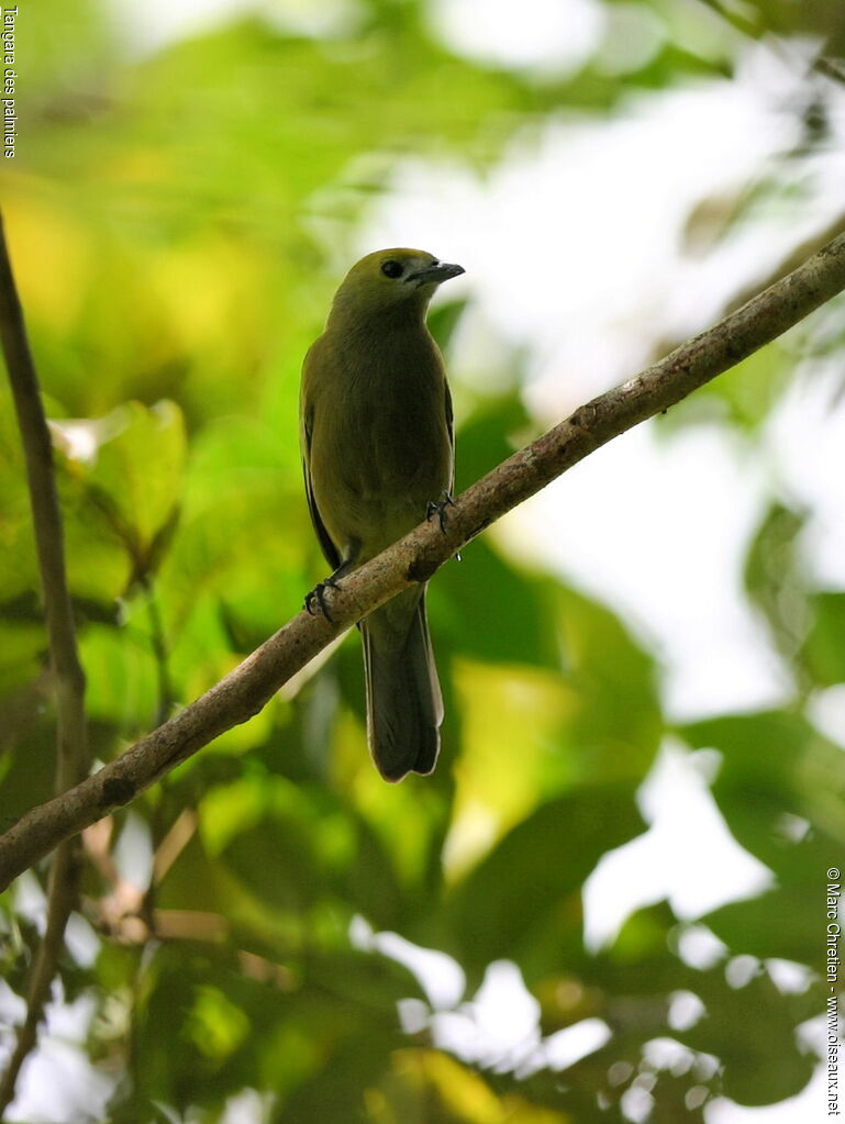 Palm Tanager