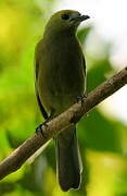 Palm Tanager