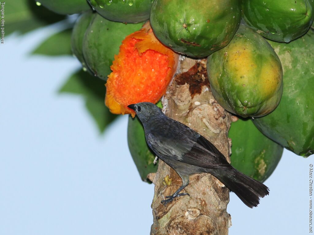 Palm Tanageradult, feeding habits