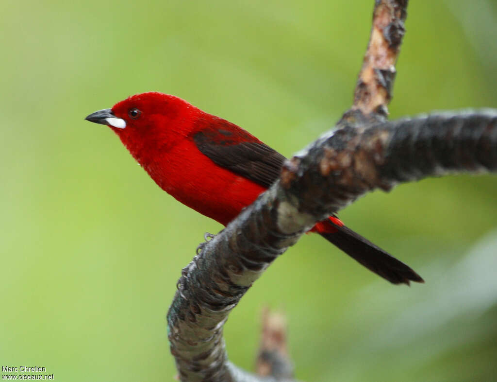 Tangara du Brésil mâle adulte, identification