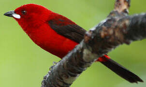 Brazilian Tanager