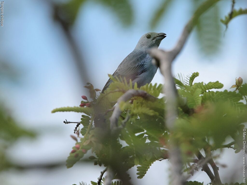 Blue-grey Tanager