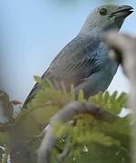 Blue-grey Tanager