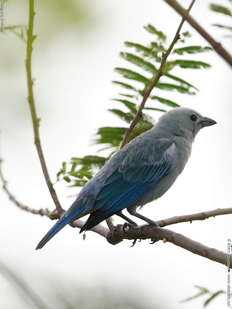 Blue-grey Tanager