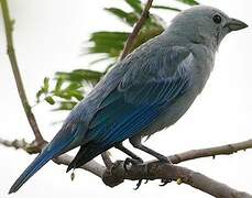 Blue-grey Tanager