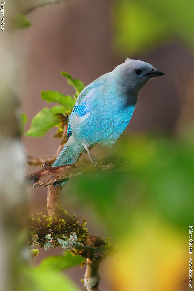 Blue-grey Tanageradult