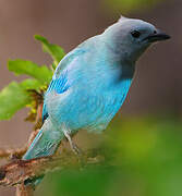 Blue-grey Tanager