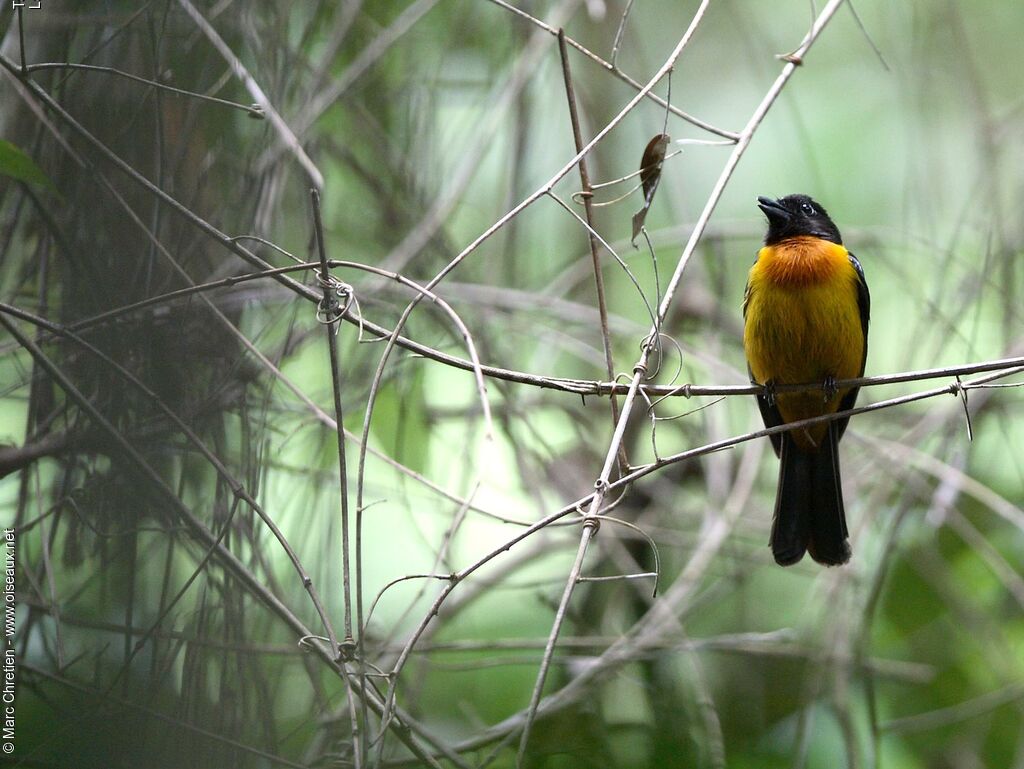 Fulvous Shrike-Tanager