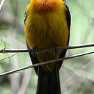 Tangara mordoré