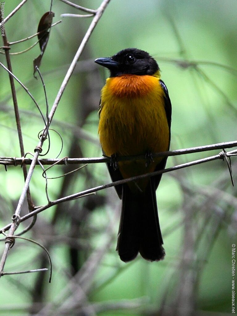 Fulvous Shrike-Tanager male