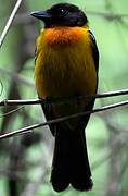 Fulvous Shrike-Tanager