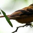 Tangara mordoré