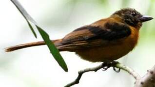 Fulvous Shrike-Tanager